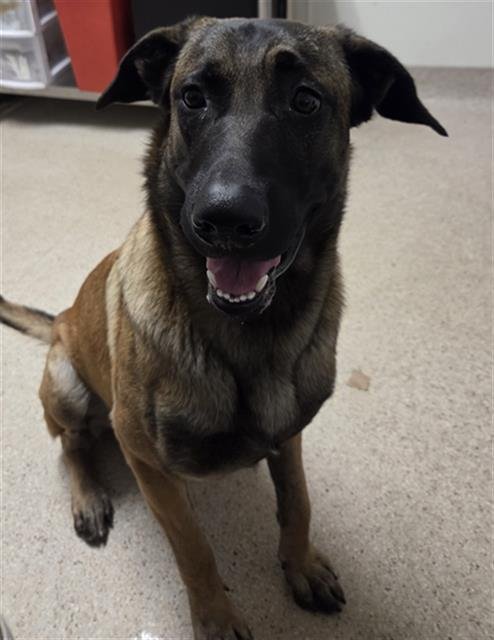 *BRODY - German Shepherd Dog available for adoption