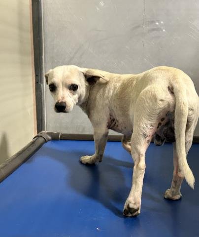 *BERT - Chihuahua available for adoption