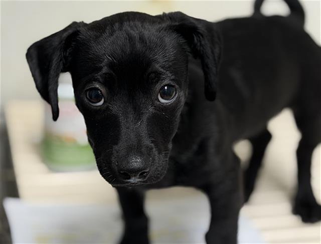 BANDIT - Chihuahua available for adoption