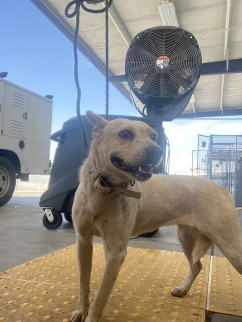 *DAWN - Queensland Heeler available for adoption