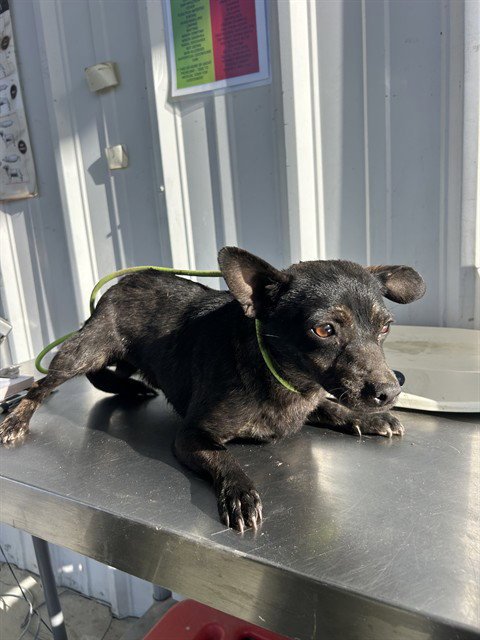 *LIMPET - Chihuahua available for adoption