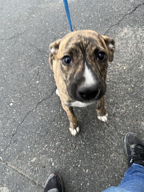 *TEECO - Pit Bull Terrier available for adoption