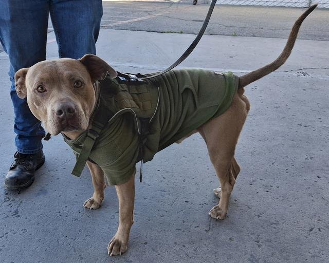 CARAMELO - Pit Bull Terrier available for adoption