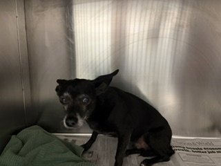 *TC - Chihuahua available for adoption