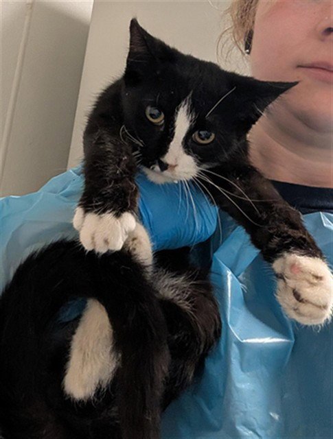 *SYLVESTER - Domestic Short Hair available for adoption