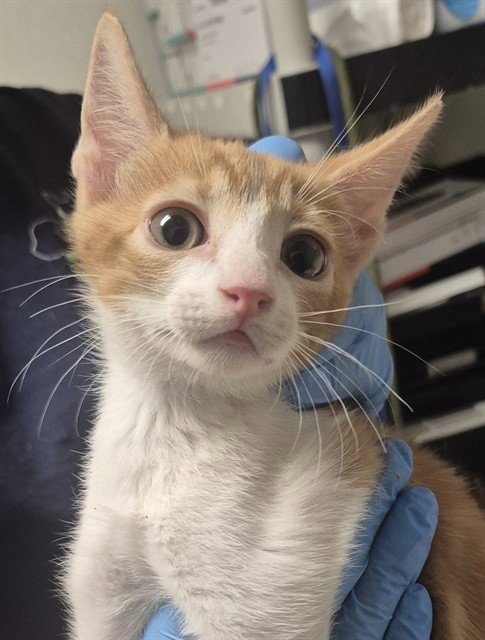 A1258775 - Domestic Short Hair available for adoption