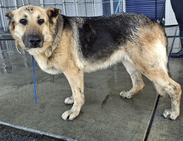 *GEORGIA - German Shepherd Dog available for adoption