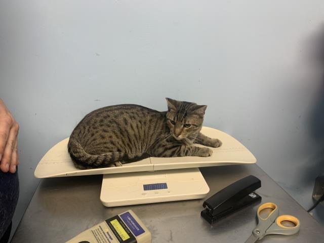 ZACHARY - Domestic Short Hair available for adoption