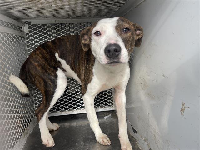 A1238716 - Pit Bull Terrier available for adoption