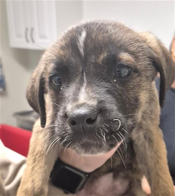 BELLA - Cane Corso Mastiff available for adoption