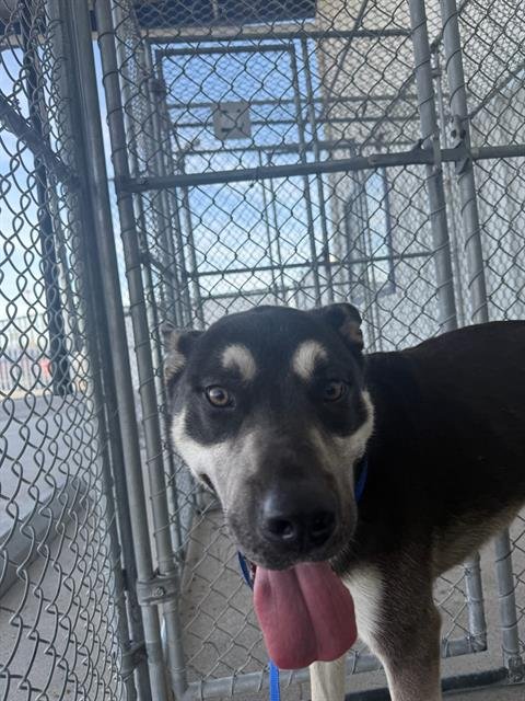 JOKER - German Shepherd Dog available for adoption