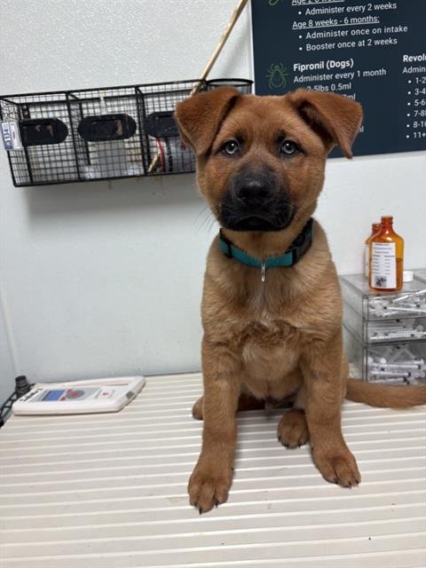 BEAR - Chow Chow available for adoption