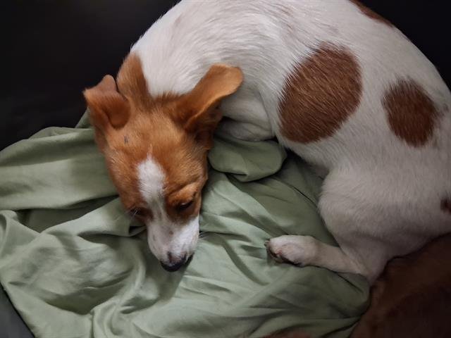 *CASHEW - Chihuahua available for adoption