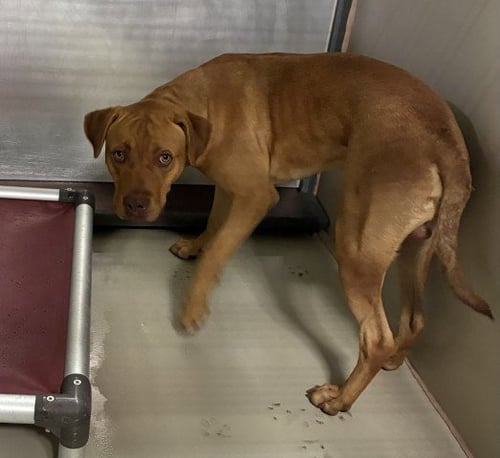 *CHURRO - Pit Bull Terrier available for adoption