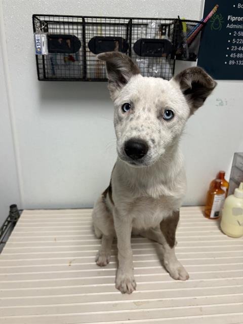 *MARY - Border Collie available for adoption