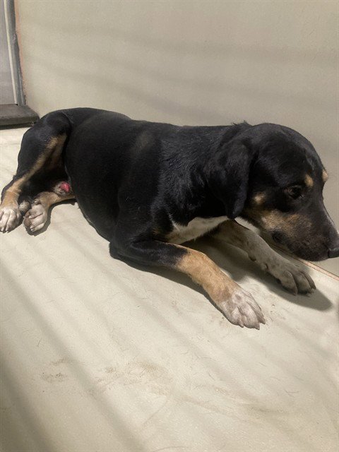 *ABEL - Pit Bull Terrier available for adoption