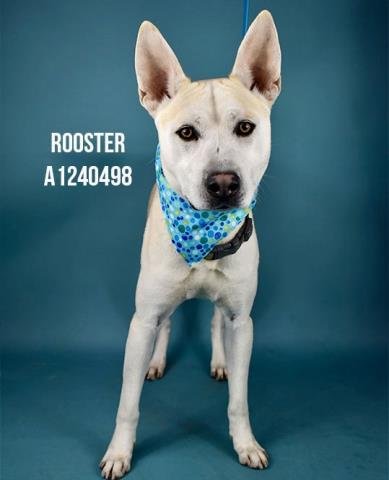 *ROOSTER - Siberian Husky / Pit Bull Terrier available for adoption