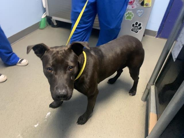 *TOURMALINE - Pit Bull Terrier available for adoption