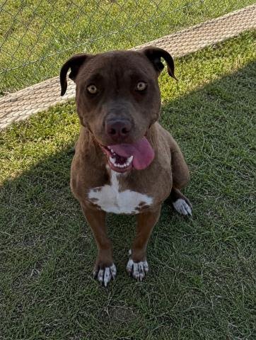 *ELIZABETH BLAIR - Pit Bull Terrier available for adoption