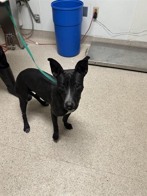 MAGGIE - Pit Bull Terrier available for adoption