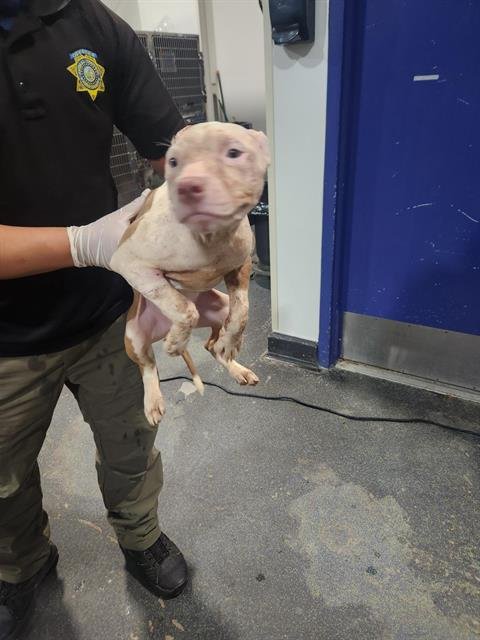 *ASPEN - Pit Bull Terrier available for adoption