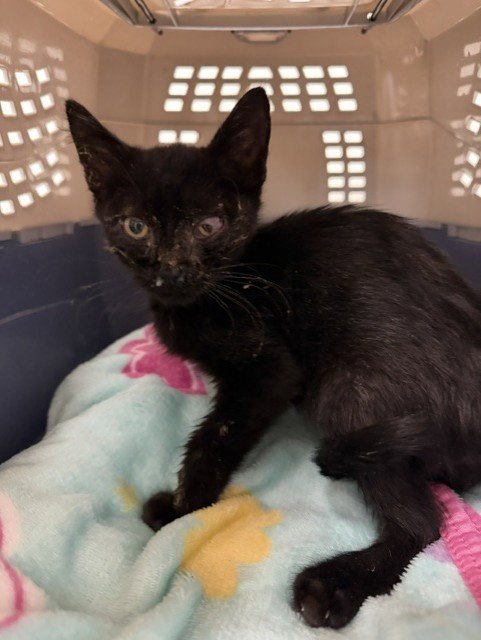 *MOMBA - Domestic Short Hair for adoption in Bakersfield