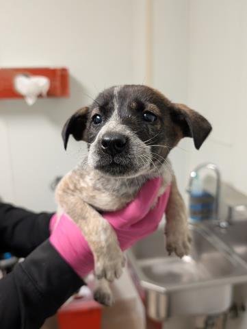 *CECE - Queensland Heeler available for adoption