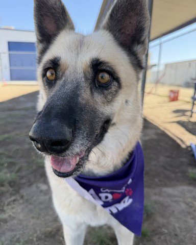 SHOTZY - German Shepherd Dog available for adoption