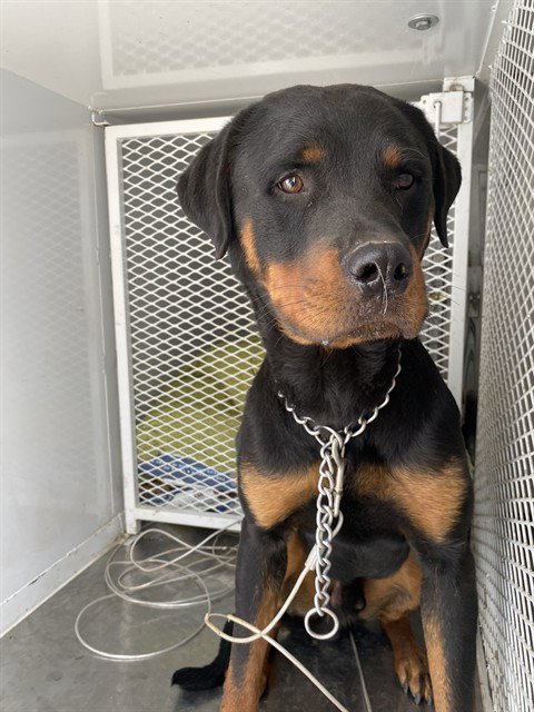 *JAYCE - Rottweiler available for adoption