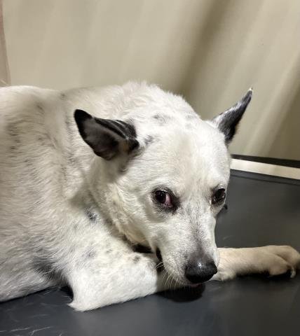 BUD BUD - Australian Cattle Dog/Blue Heeler available for adoption