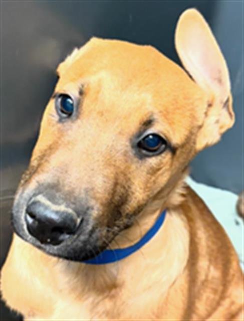 *JACOB BLACK - German Shepherd Dog / Belgian Shepherd Malinois available for adoption