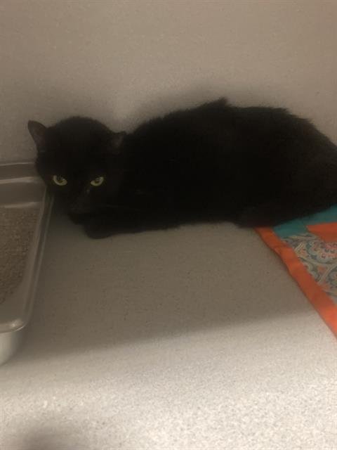 A1241852 - Domestic Short Hair available for adoption