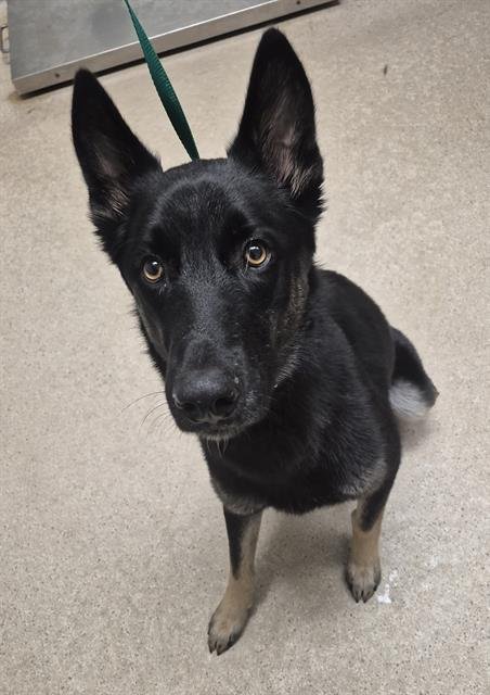 CHARLIE BROWN - German Shepherd Dog available for adoption