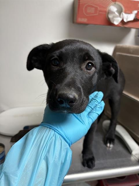 *BONNY - German Shepherd Dog available for adoption