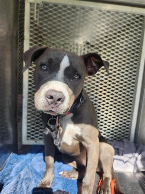 *SAPHIRE - Pit Bull Terrier available for adoption