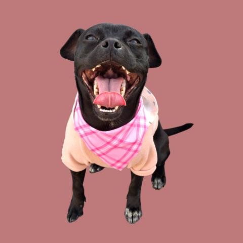 *WREN - Chihuahua available for adoption