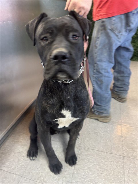 *CARNE ASADA - Cane Corso Mastiff available for adoption