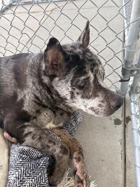 PEPPER - Queensland Heeler available for adoption