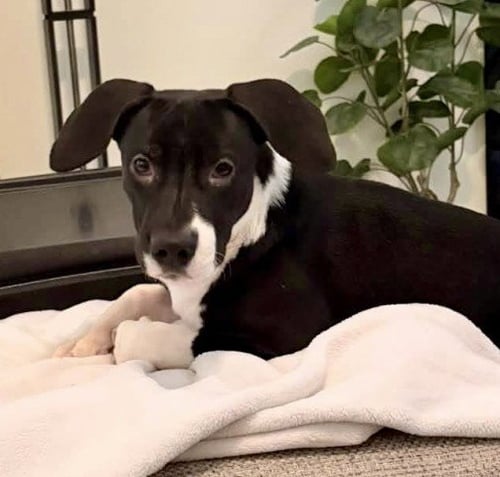 *AMELIA - Pit Bull Terrier available for adoption