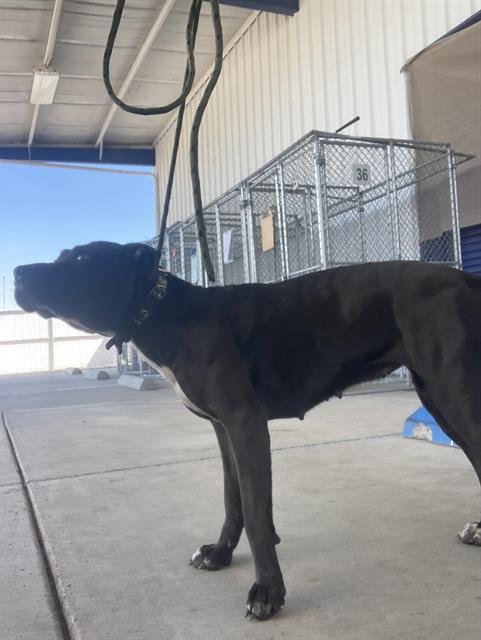 *LEAFEON - Pit Bull Terrier available for adoption