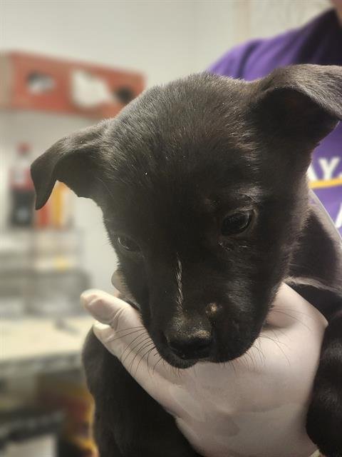 *ALICE - Labrador Retriever available for adoption