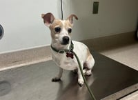 MOMMA PUP - Photo 1