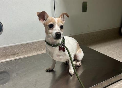MOMMA PUP - Chihuahua available for adoption