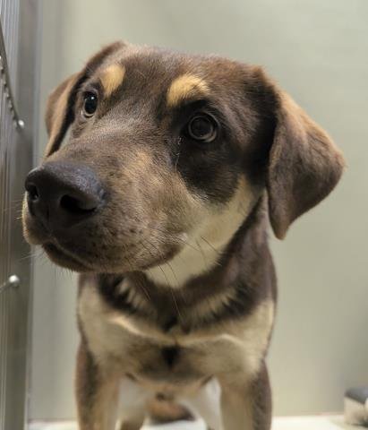 *SEBASTIAN - Collie available for adoption