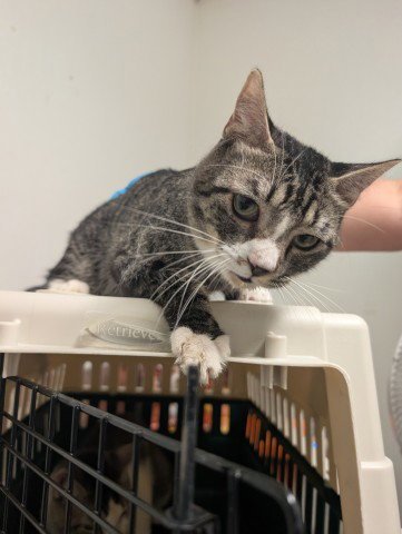 *TURNER - Domestic Short Hair for adoption in Bakersfield