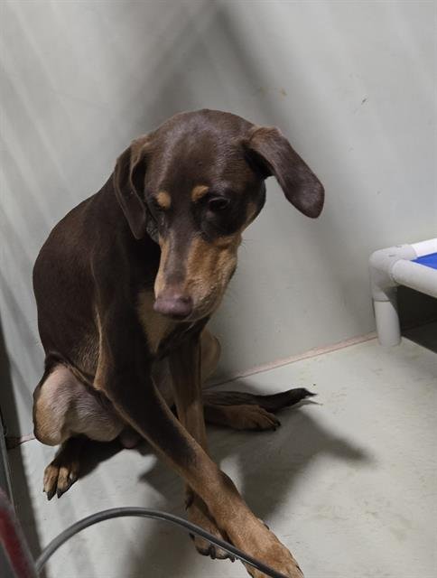 *SHAO KAHN - Doberman Pinscher available for adoption