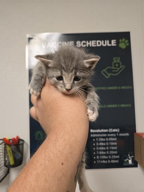 CHARCOAL - Domestic Short Hair available for adoption