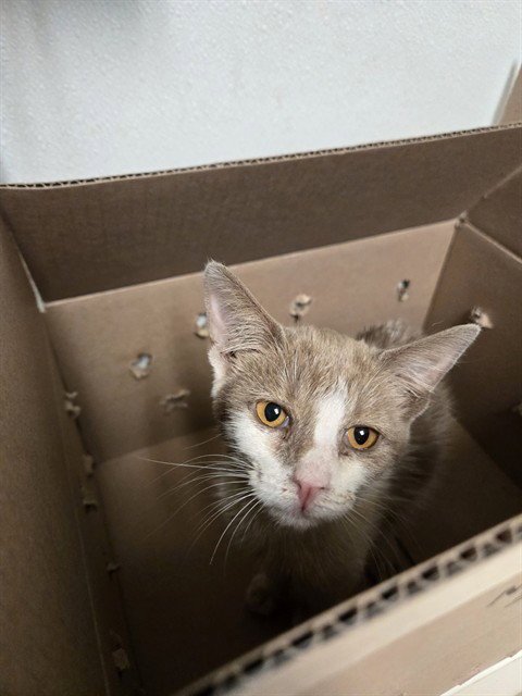 *COTTON BALL - Domestic Medium Hair available for adoption