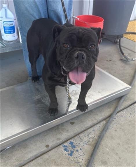 KUROMI - American Bulldog available for adoption