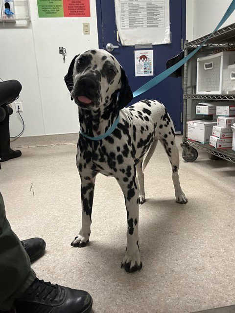 BRUNO Image